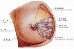 乳房肿块女性要怎么预防