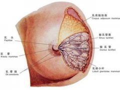 乳腺囊肿有哪些种类的呢