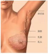 做完副乳切除手术后吃什么